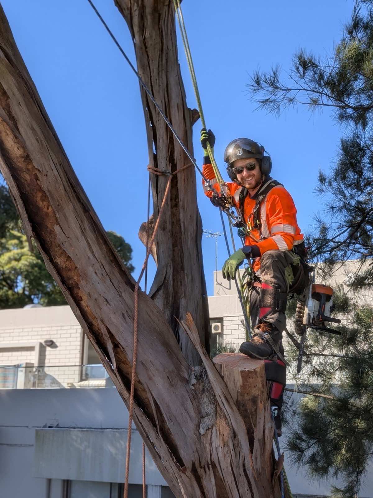 Smiling climber in helmet and orange hi-vis standing on a cut stem high in a gum, with rigging ropes and apartment buildings behind