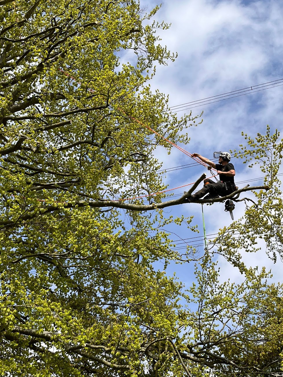 Tree pruning arborist Northern Beaches