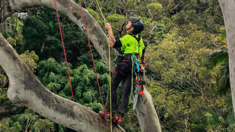 Climbing arborist pruning a large gum tree on the Northern Beaches