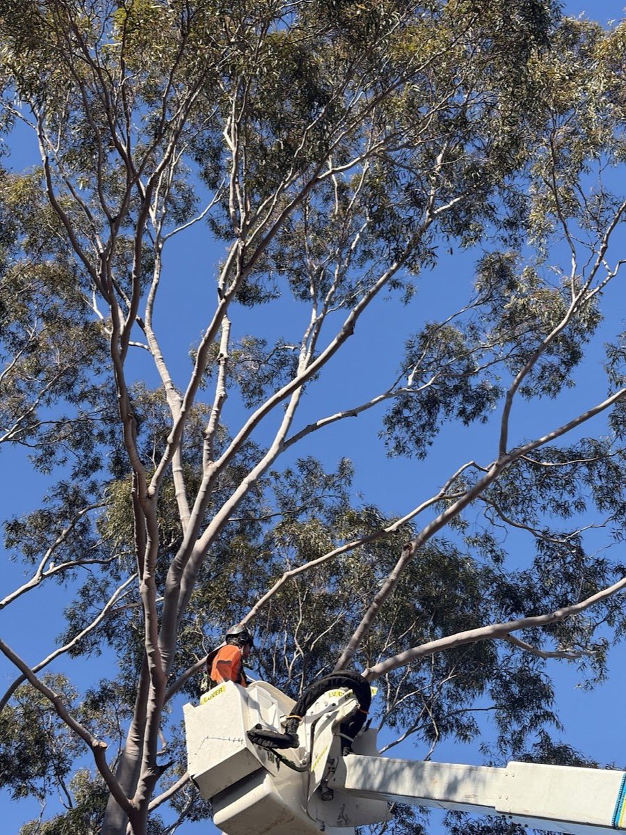 Arborist pruning a gum tree from an elevated work platform in Narrabeen