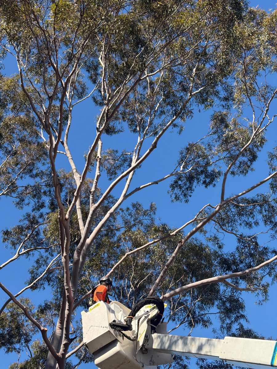 Arborist pruning a gum tree from an elevated work platform in Narrabeen