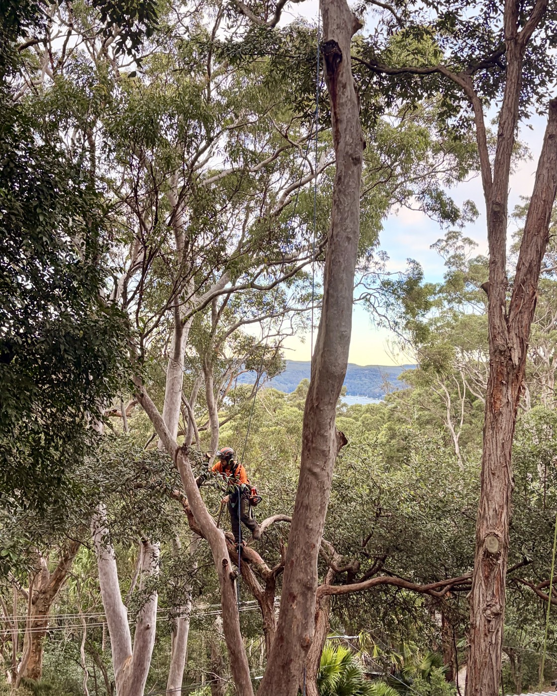 Tree pruning gum trees Northern Beaches