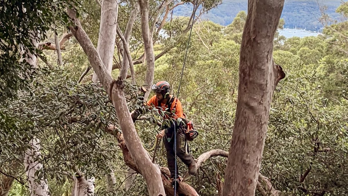 Arborist tree pruning in gum trees above Pittwater, Northern Beaches