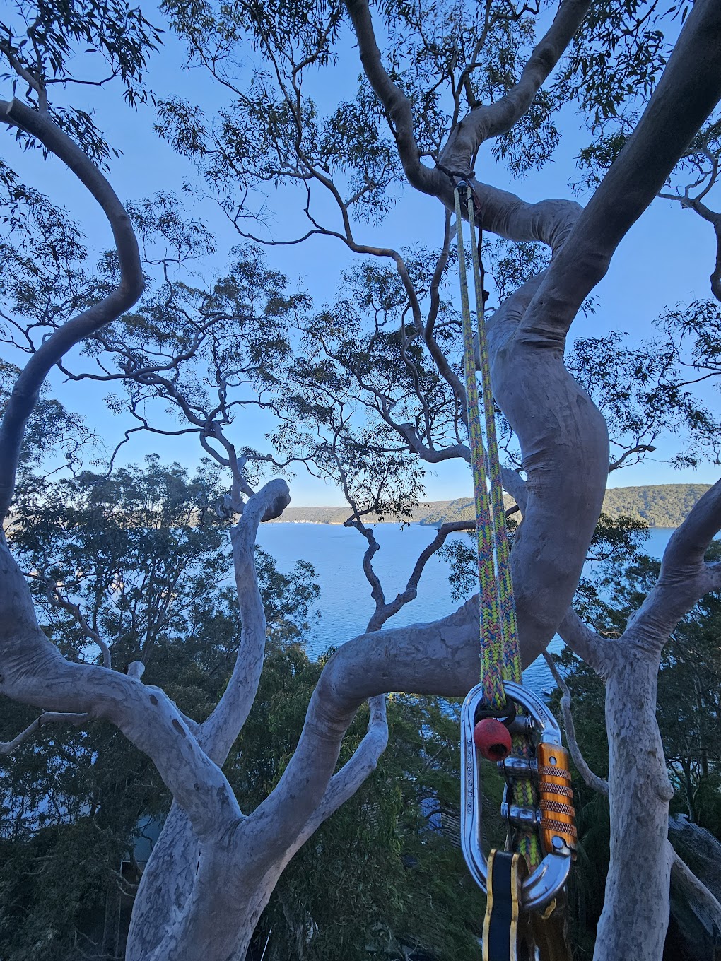 Tree pruning Northern Beaches