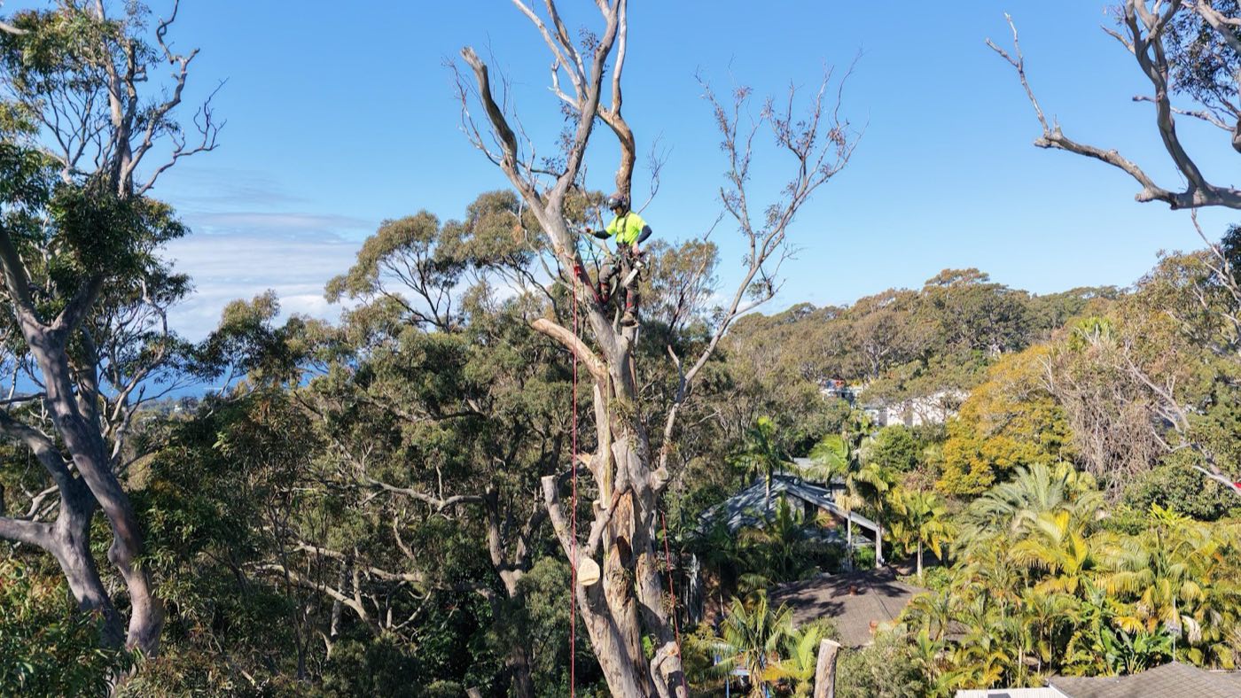 Drone view of an arborist dismantling a dead angophora above Avalon bushland