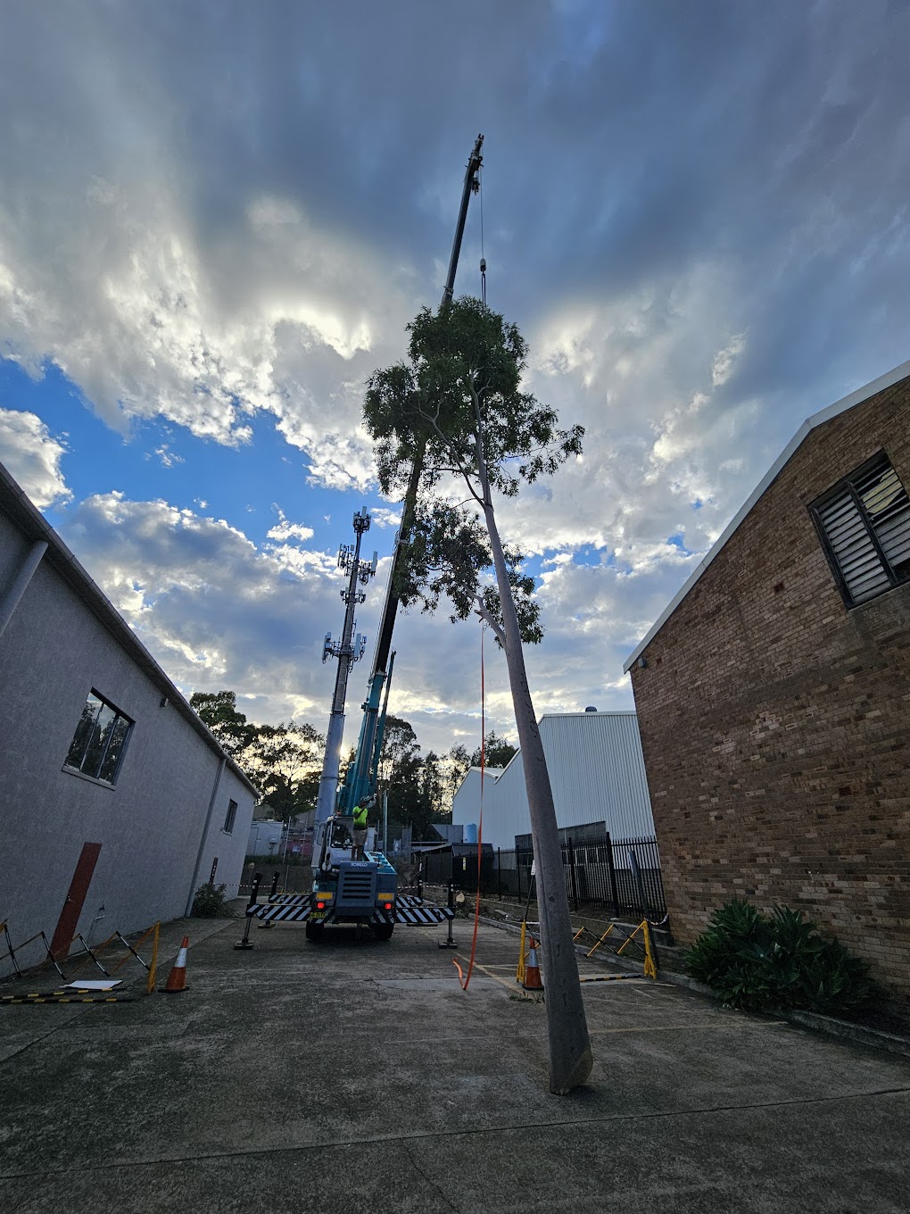 Emergency tree removal Balgowlah Northern Beaches
