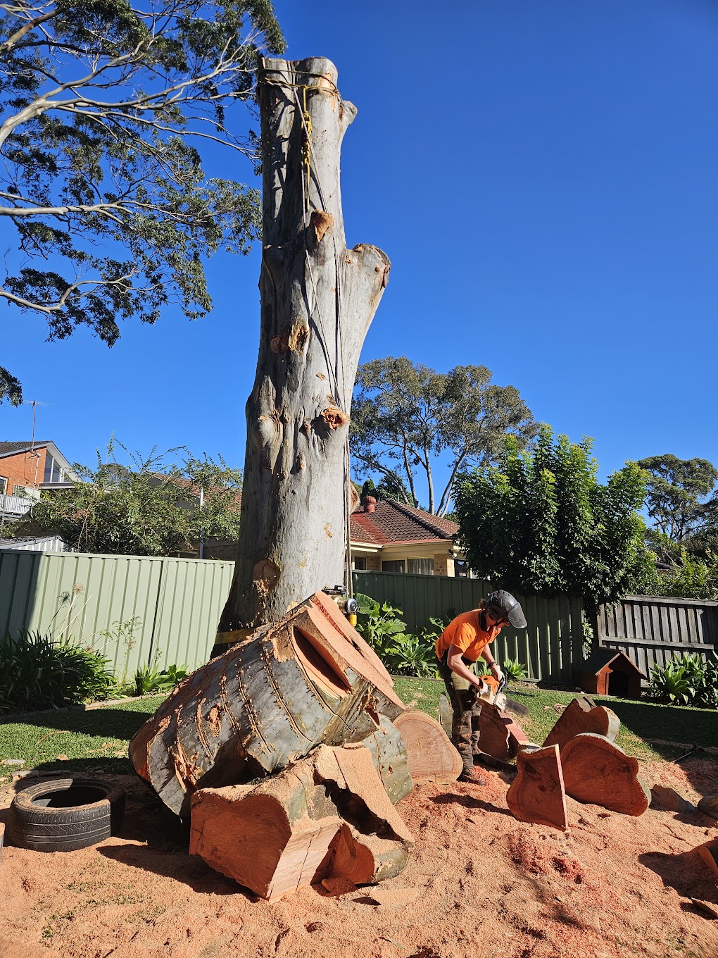 Tree removal Collaroy, Northern Beaches