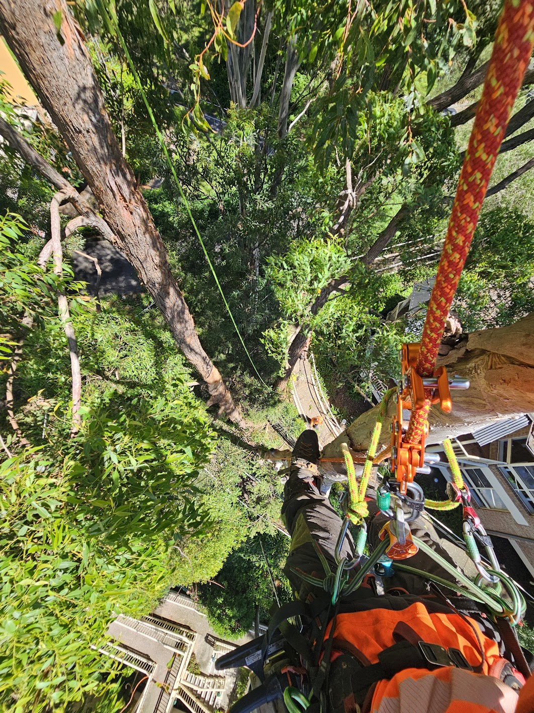 Tree removal Narrabeen, Northern Beaches
