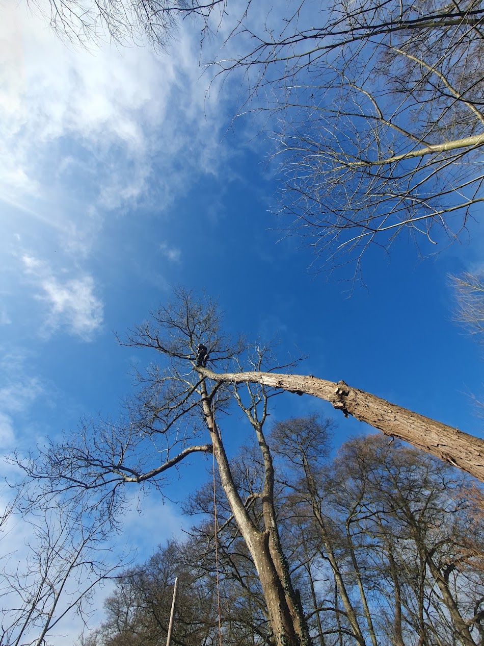 Tree removal Northern Beaches