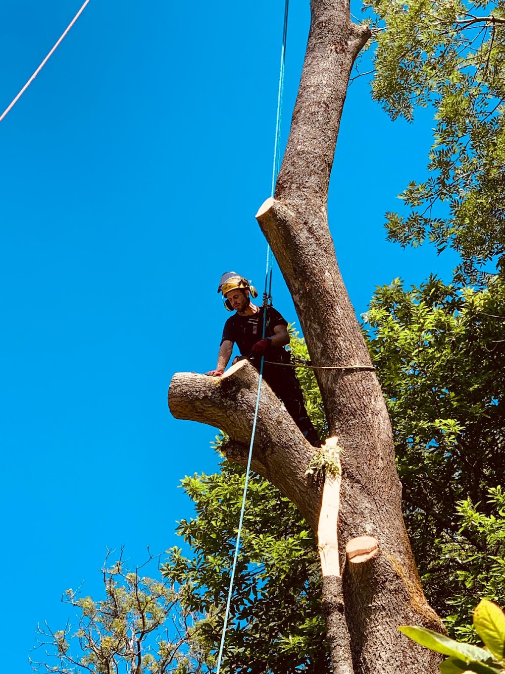 Tree removal Northern Beaches
