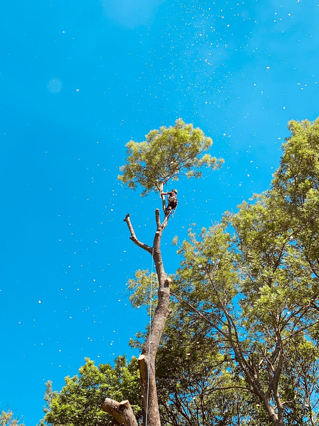 Tree removal Northern Beaches