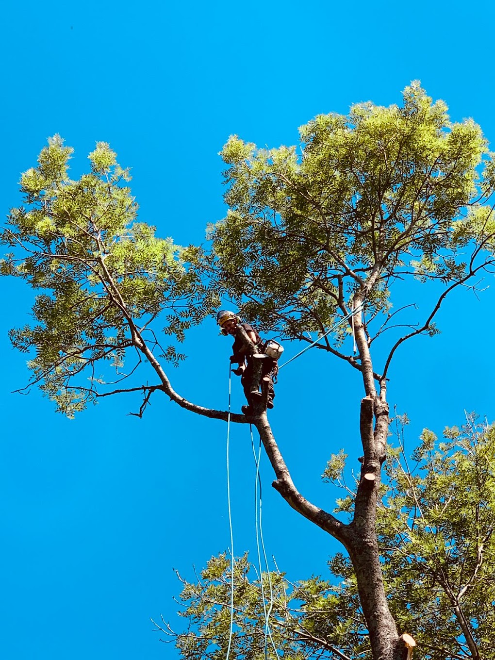 Tree removal Northern Beaches