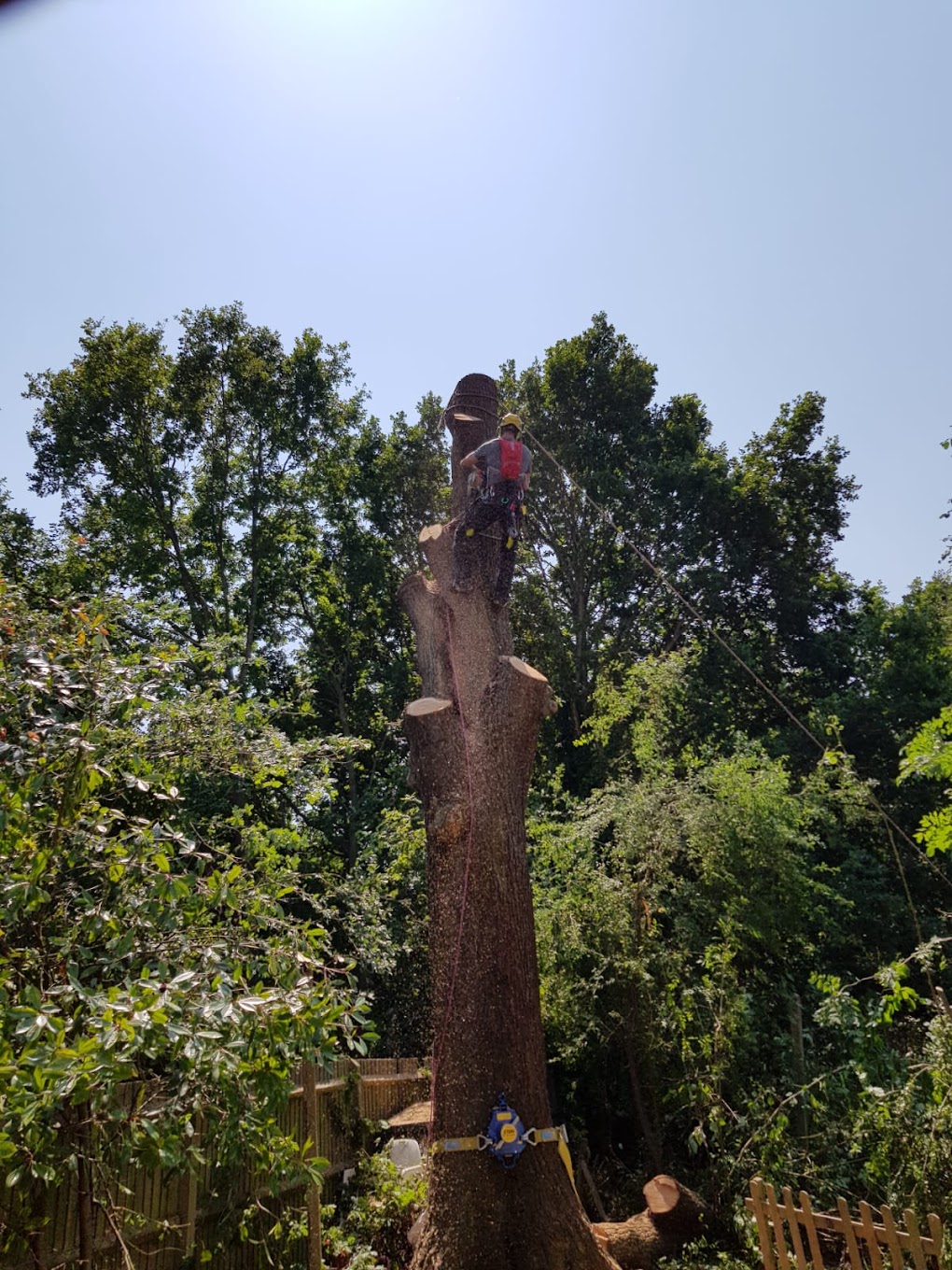 Tree removal Northern Beaches