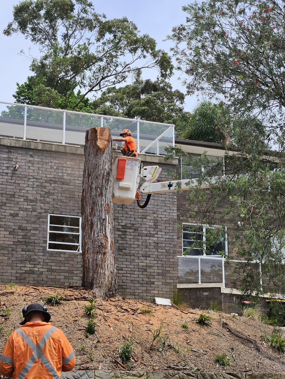 Tree removal Northern Beaches