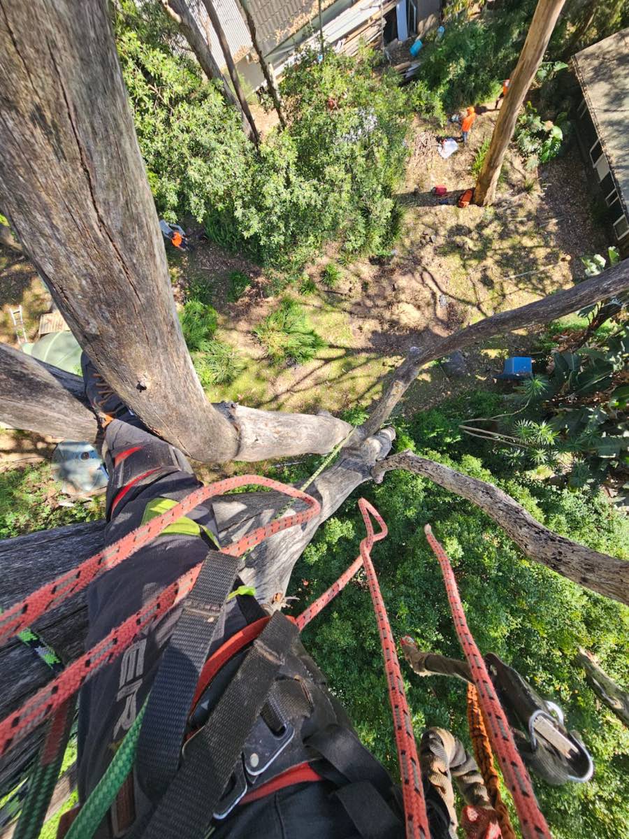 Northern Beaches arborist tree removal