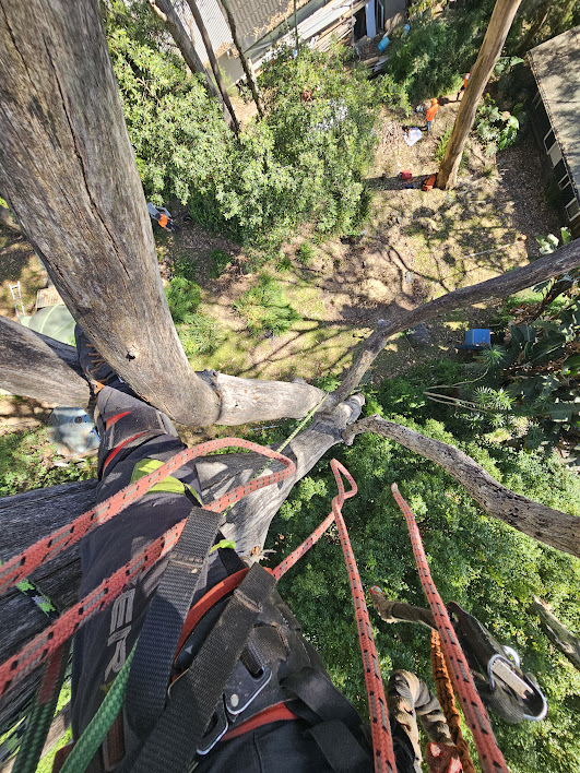 Northern Beaches arborist tree removal