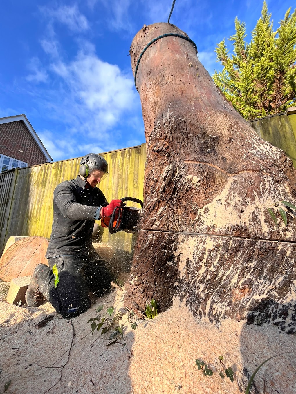 Alex Price tree removal Northern Beaches