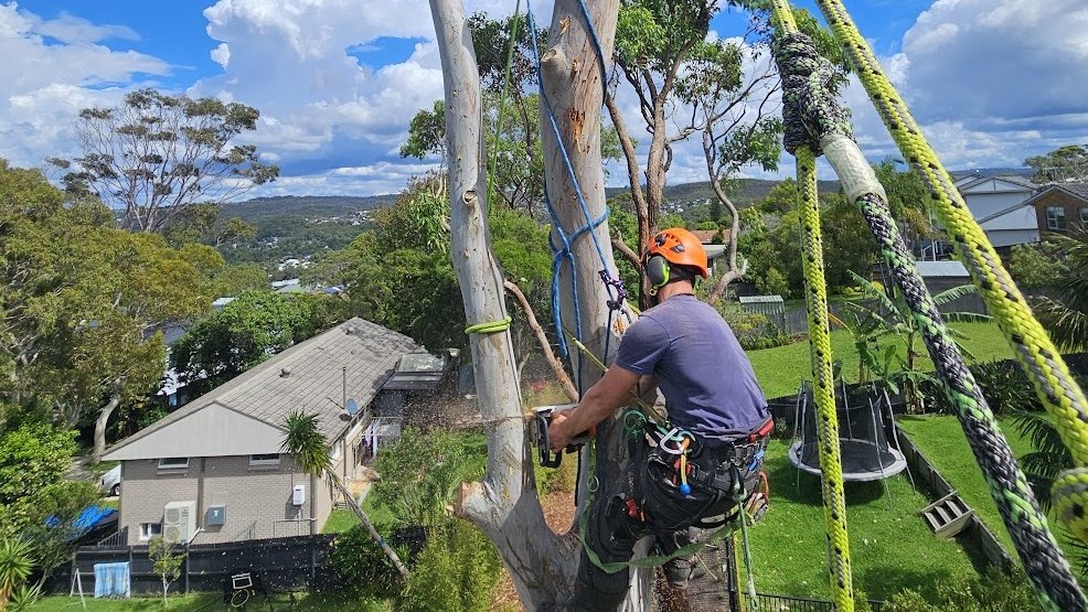 Arborist removing a large gum tree on the Northern Beaches – The Living Canopy