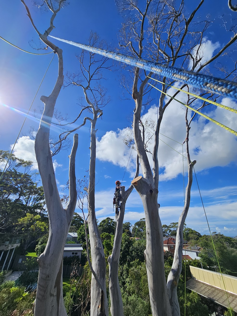 Tree removal Northern Beaches arborist