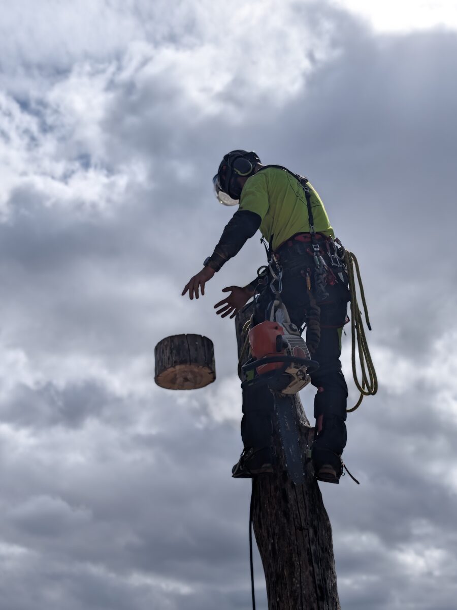 Arborist topping out a dead spar and dropping a log section on a Church Point property