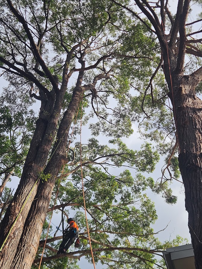 Arborist inspecting tree health on the Northern Beaches — The Living Canopy