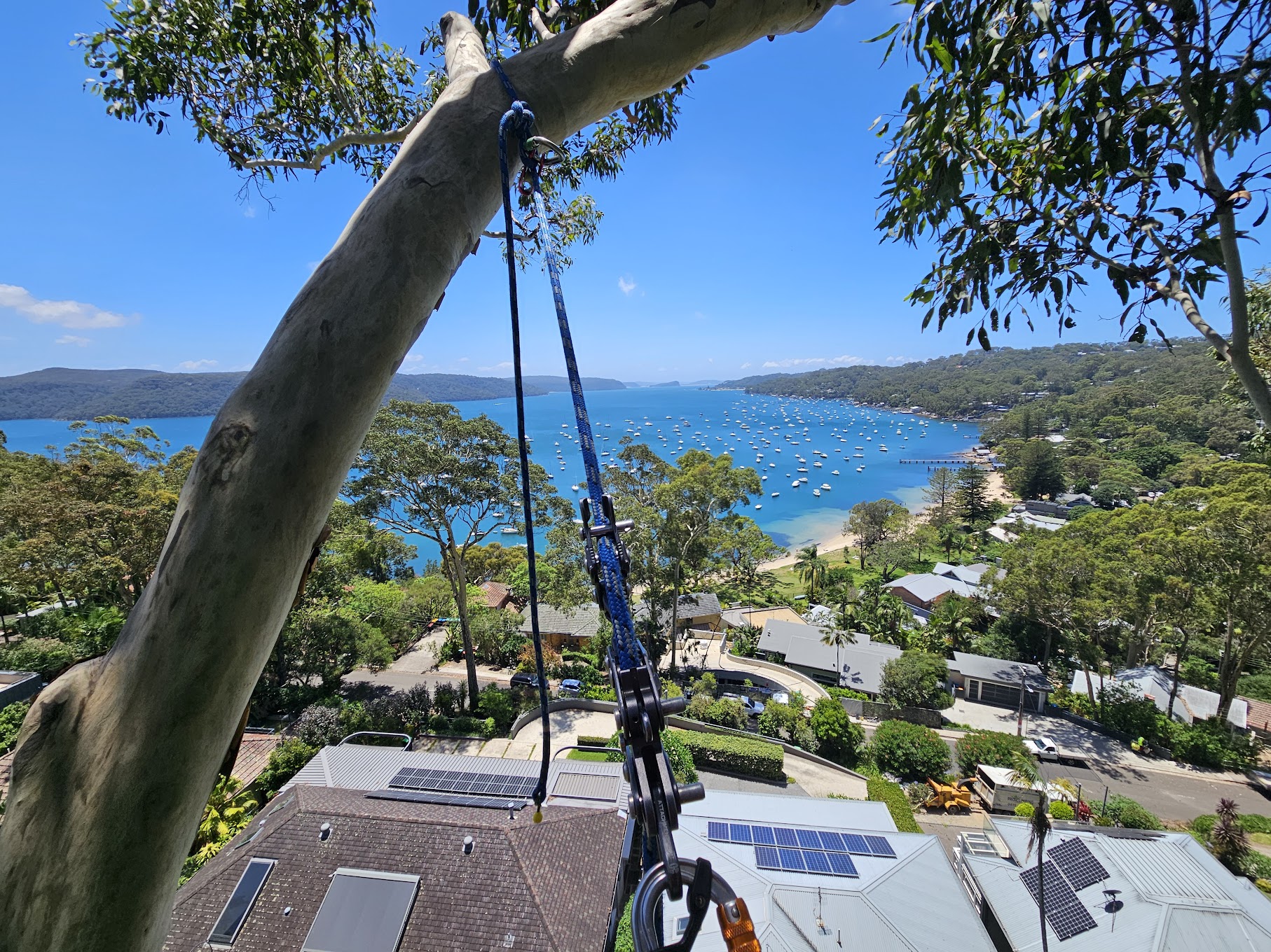 Tree services Fairlight, Northern Beaches