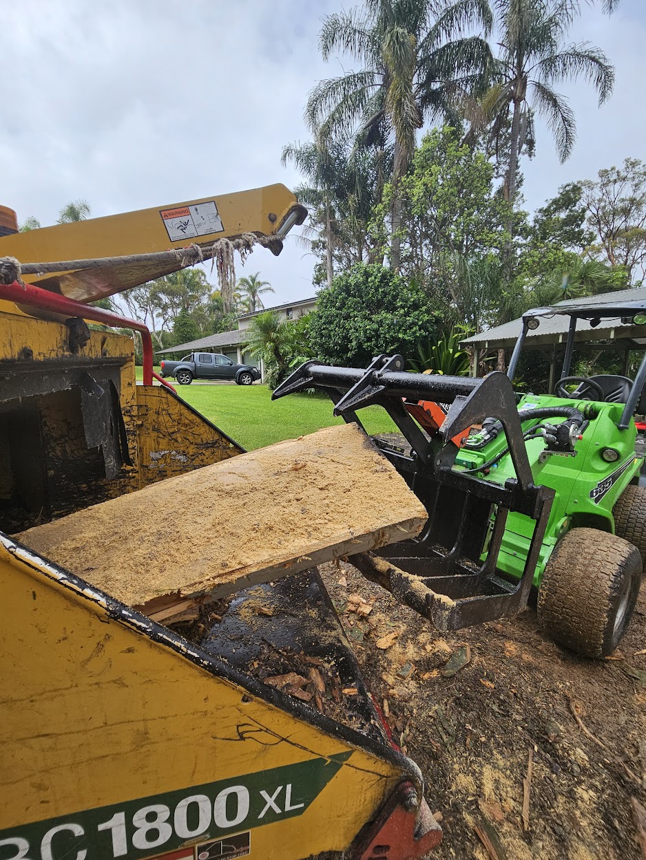 Tree work arborist Northern Beaches